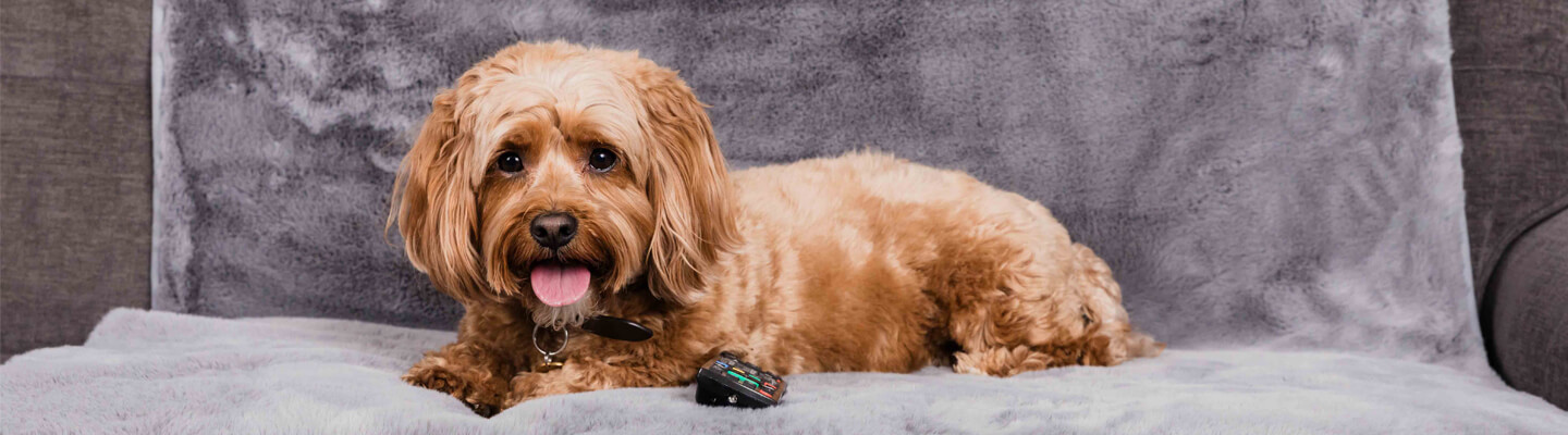 Pet Rebellion — dog on fluffy blanket with tracker
