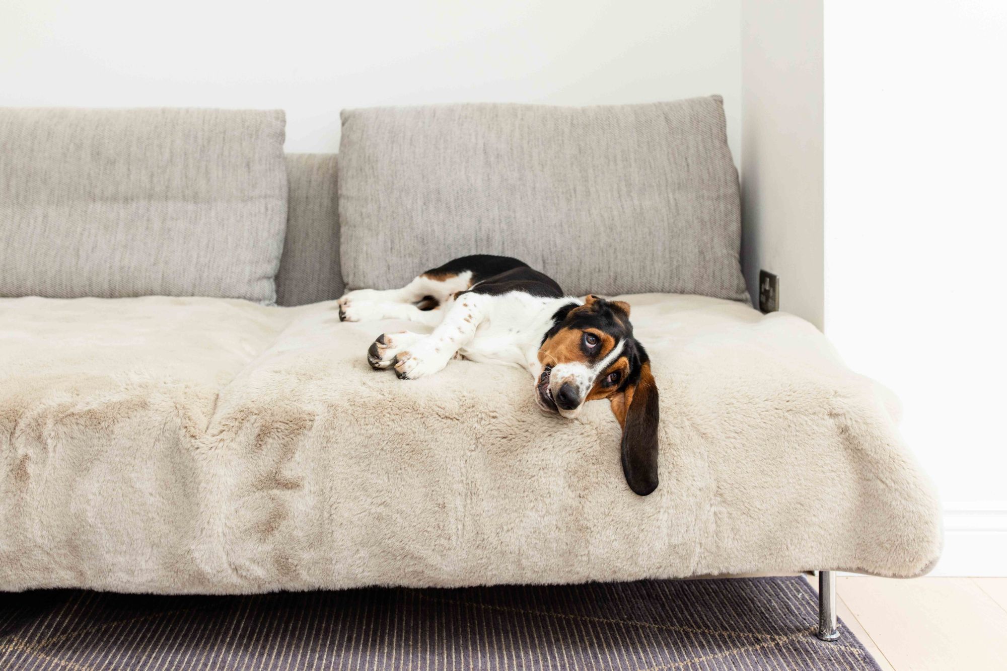 Pet Rebellion basset hound relaxing on a sofa with luxury blanket