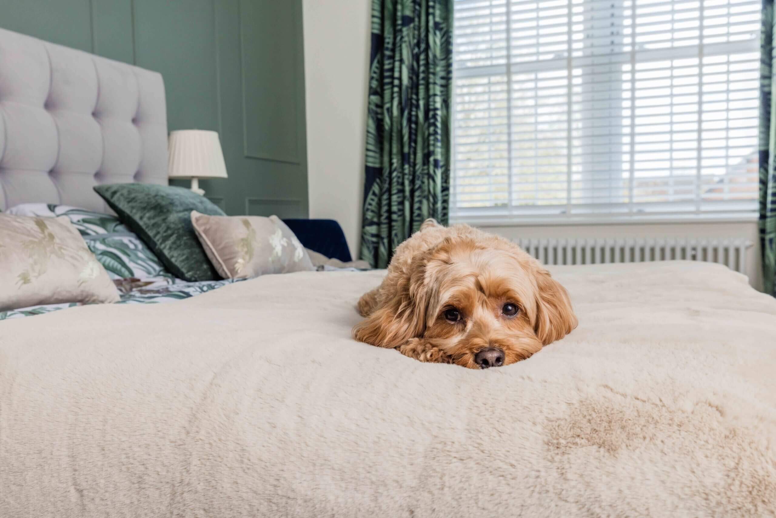 Pet Rebellion — dog on bed