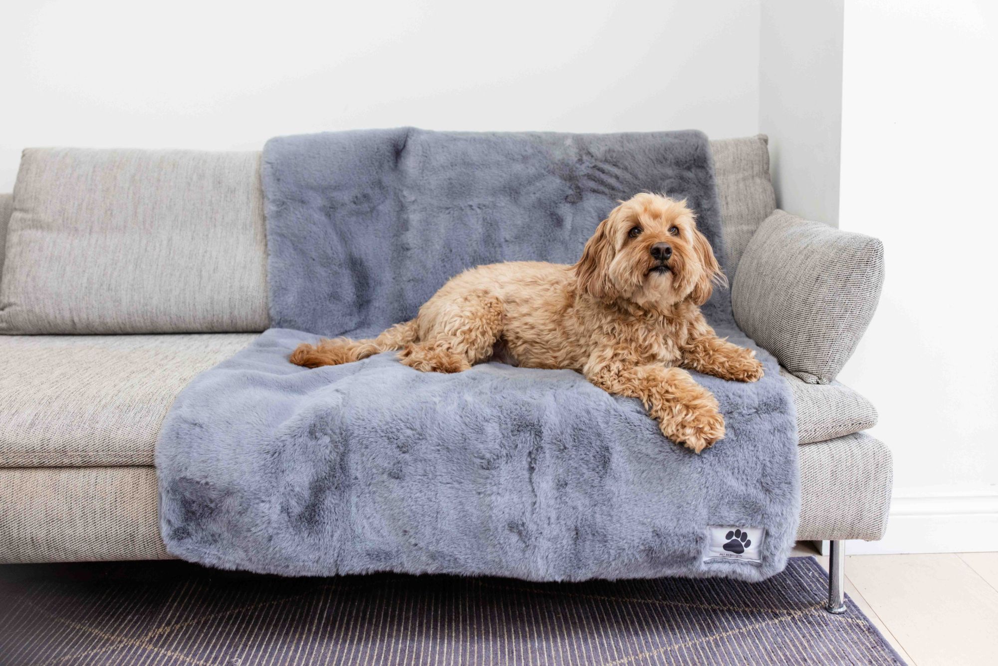 Pet Rebellion cockapoo resting on a grey luxury sofa blanket