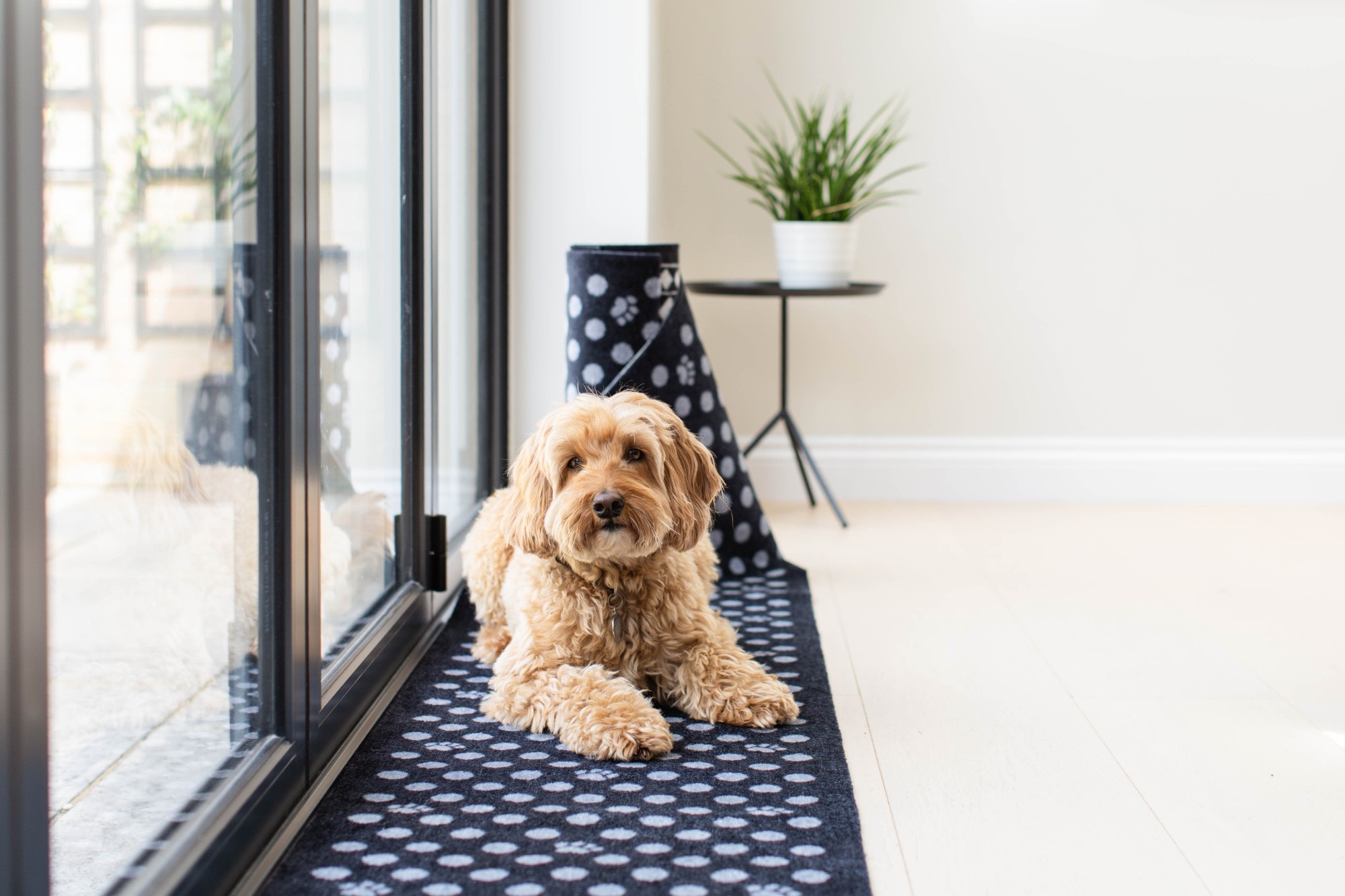Pet Rebellion cockapoo on a polka dot pet mat